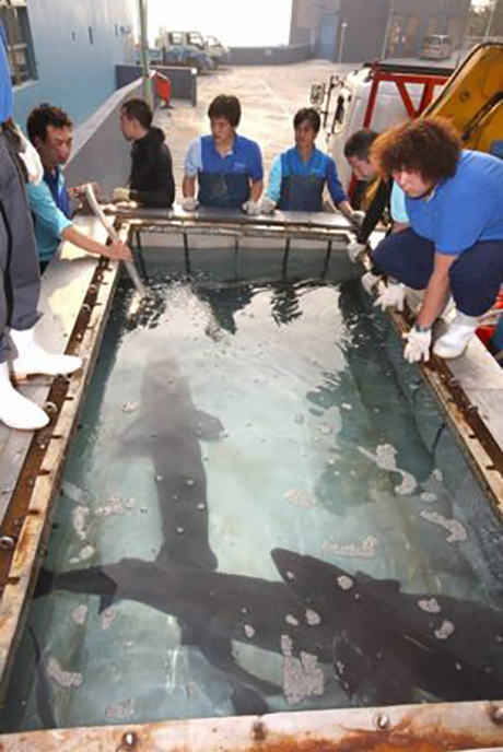 Ocean Park staff preparing to transport the five Chinese sturgeons to Xiamen yesterday afternoon.